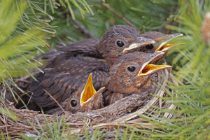 Amseljunge im Nest © NABU/Sabine Teufl