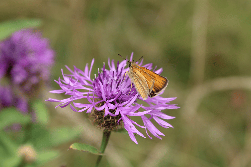 Braundickkopf. Foto: LaNU, Archiv