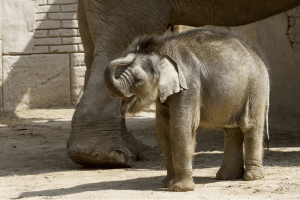 Das Elefantenkalb sucht einen Namen © Zoo Leipzig