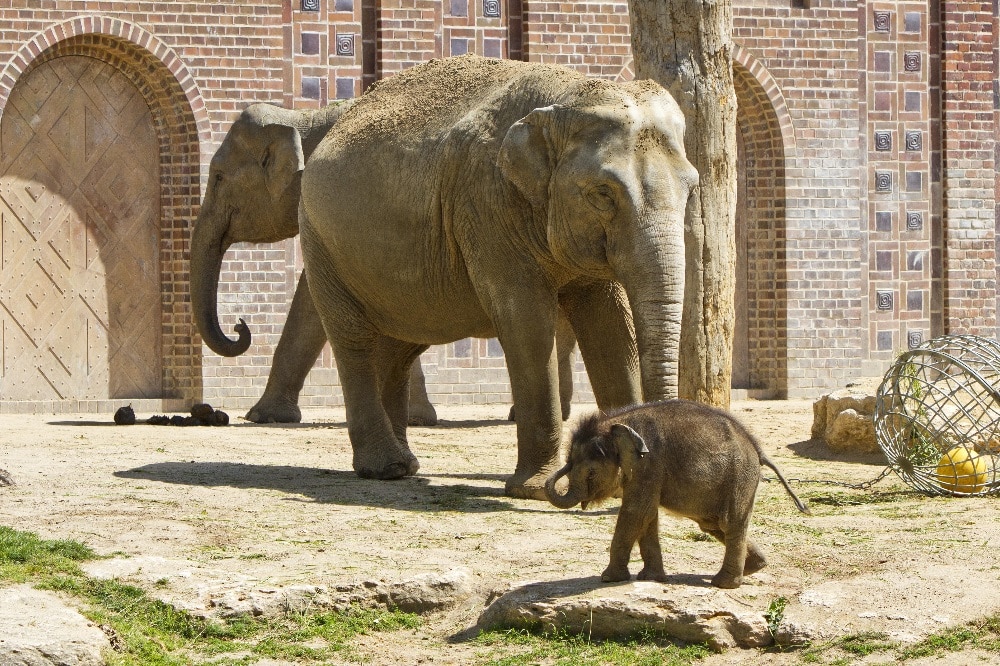 Das Jungtier mit Don Chung und Rani auf der Außenanlage © Zoo Leipzig