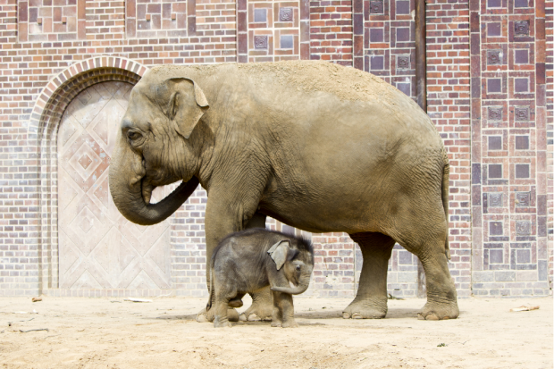 Don Chung und Jungtier - der Kleine braucht einen Namen © Zoo Leipzig