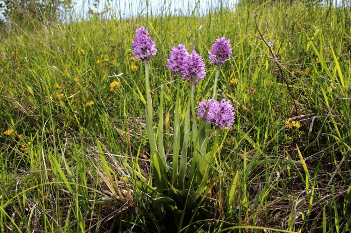 Das Dreizähnige Knabenkraut ist im Gebiet der Grube Roßbach zu finden. Foto: Dr. Rainer Hoyer