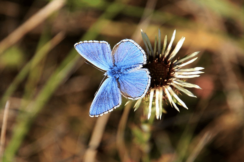 Mit Pionierpflanzen kommen auch zahlreiche Insekten, wie der Himmelblaue Bläuling wieder. Foto: Dr. Rainer Hoyer