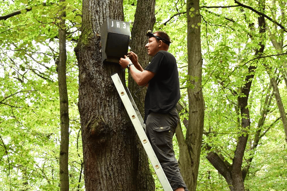 Hoch hinaus im Fledermausschutz: Teilnehmende der Schulungen lernen unter anderem, wie Fledermauskästen gebaut und kontrolliert werden. Foto: Joachim Frömert