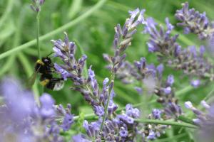 Insektenvielfalt im Stadtgarten Connewitz © Ökolöwe