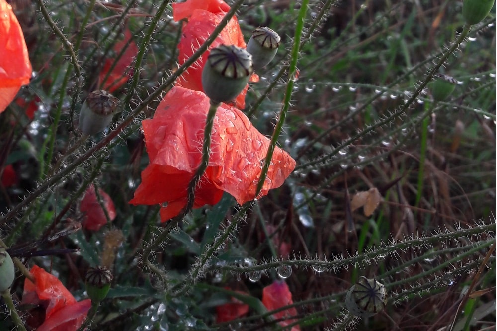 Früher auf jedem Acker zu sehen, heute ein seltenes Bild. Foto: L-IZ