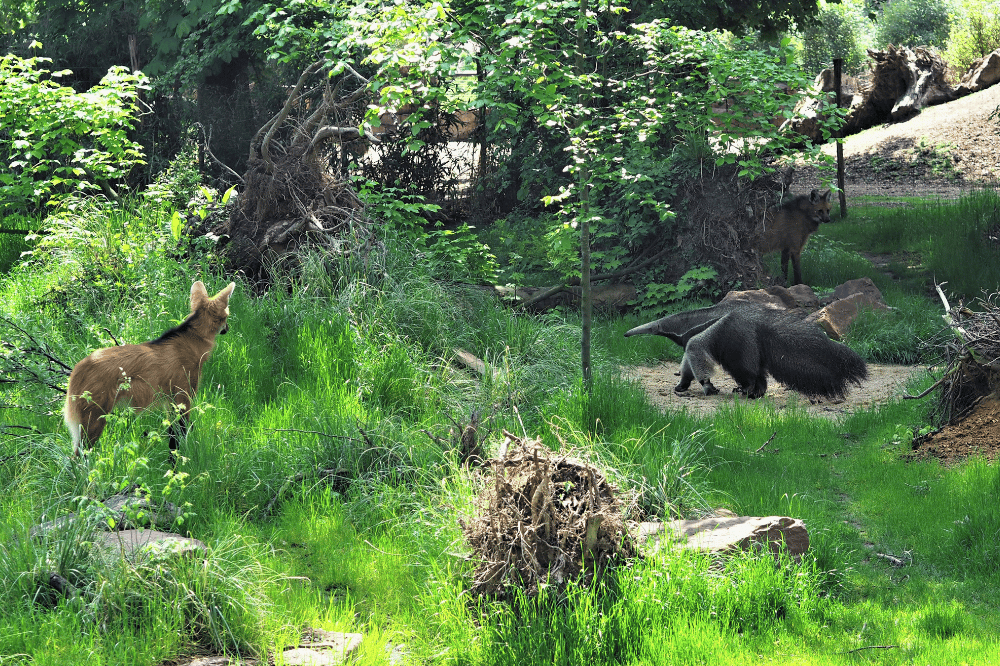 Mähnenwölfe und Ameisenbär friedlich beieinander © Zoo Leipzig