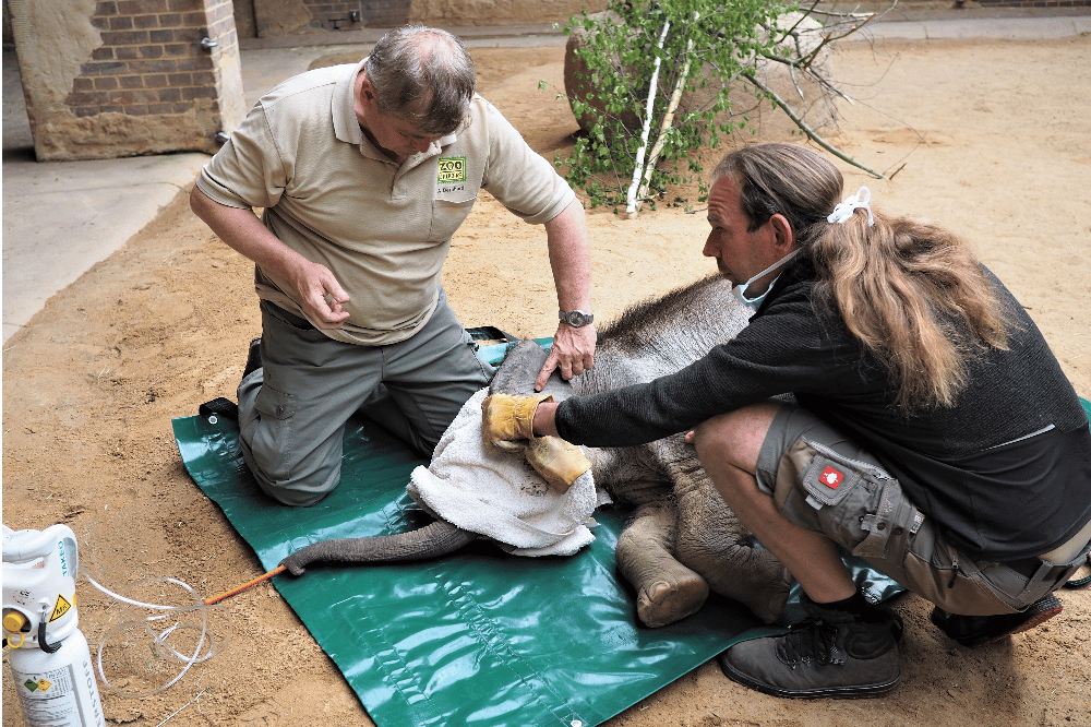 Nach der Operation bereiten Zootierarzt Dr. Andreas Bernhard und Bereichsleiter Thomas Günther das Aufwachen vor © Zoo Leipzig