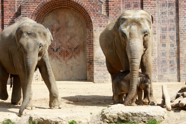 Rani, Don Chung und das Jungtier © Zoo Leipzig