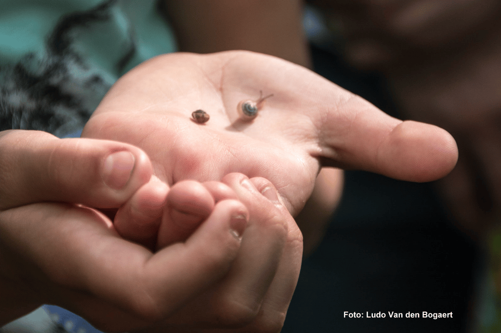 Schnecken. Foto: Ludo van den Bogaert