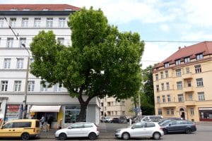 Stra&szlig;enbaum in der St&ouml;tteritzer Stra&szlig;e. Foto: Ren&eacute; Loch