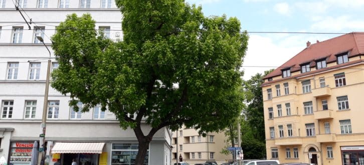 Straßenbaum in der Stötteritzer Straße. Foto: René Loch
