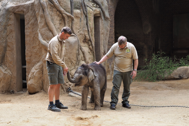 Tierpfleger David Geers und Zootierazt Dr. Andreas Bernhard &uuml;berwachen das Elefantenkalb nach dem Aufwachen &copy; Zoo Leipzig