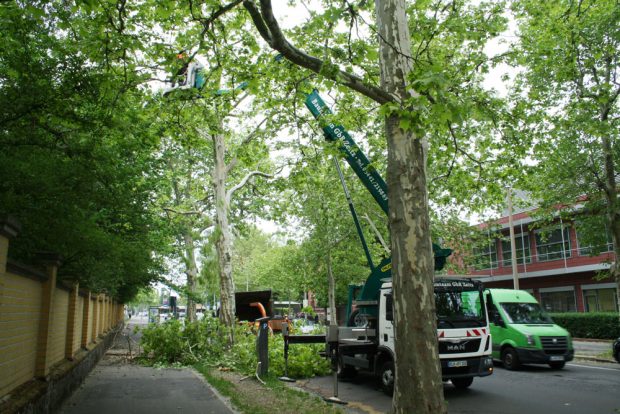 Baumschnittarbeiten in der Johannisallee. Foto: Ralf Julke