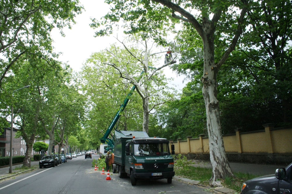 Baumschnittarbeiten in der Johannisallee. Foto: Ralf Julke