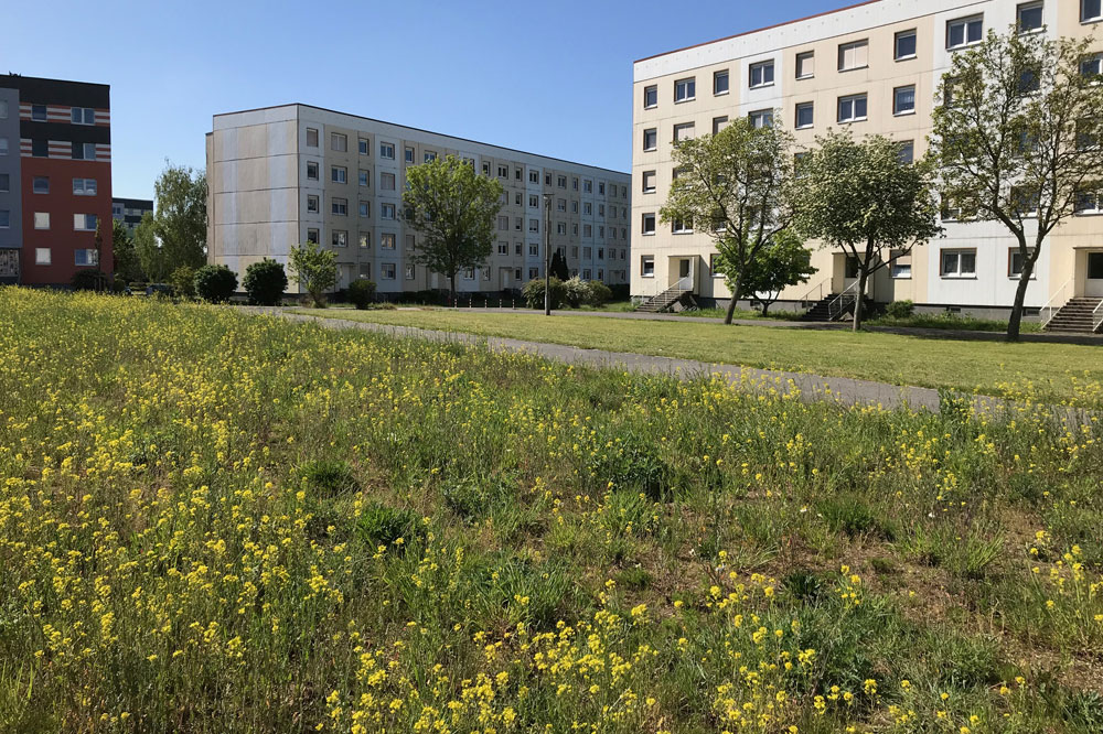 Im Vordergrund eine Blühwiese, im Hintergrund eine konventionelle Rasenfläche vor Wohnblöcken im Stadtteil Nord. Foto: Stadt Delitzsch/ Nadine Fuchs