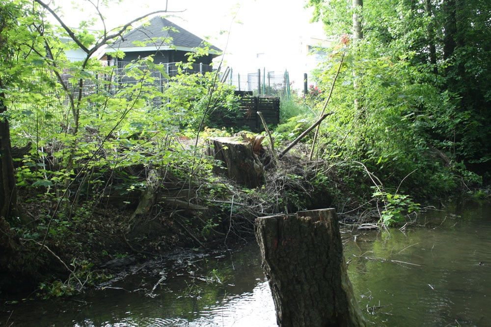 Fällarbeiten erst einmal gestoppt. Foto: Ralf Julke
