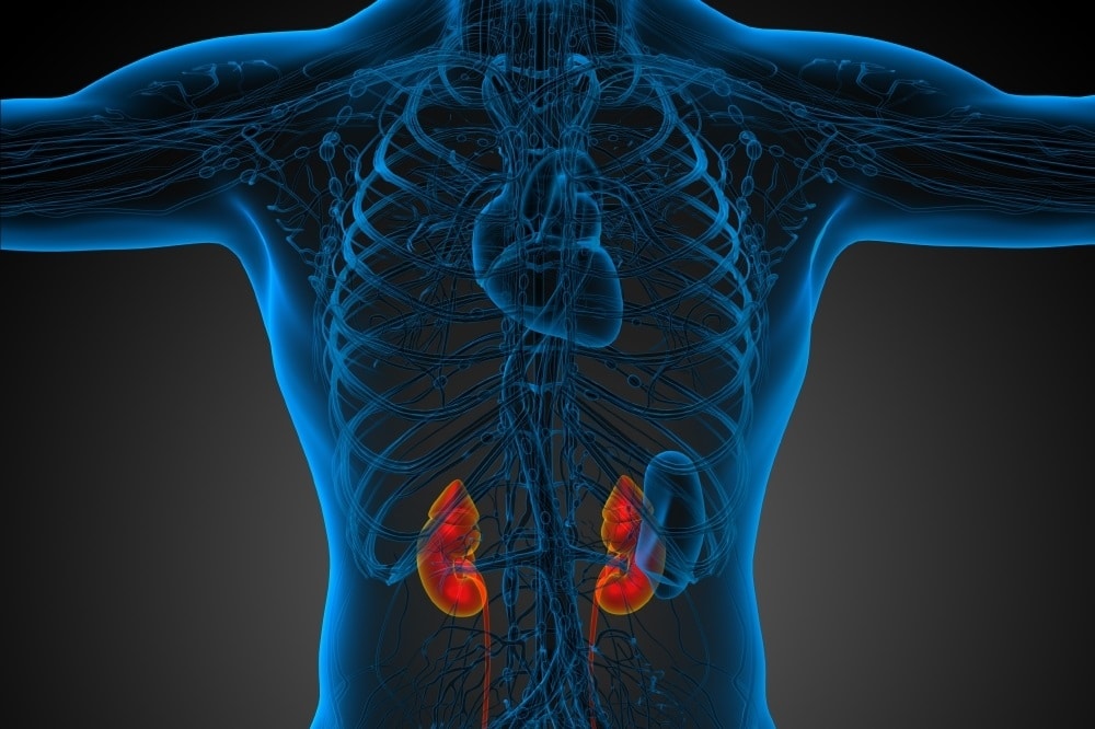 Die Nieren säubern rund 300 Mal pro Tag die etwa sechs Liter Blut im Körper. Foto: Colourbox