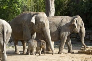 Don Chung mit ihrem Ziehkind Ben Long und Trinh &copy; Zoo Leipzig