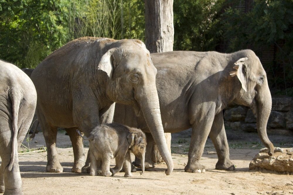 Don Chung mit ihrem Ziehkind Ben Long und Trinh © Zoo Leipzig