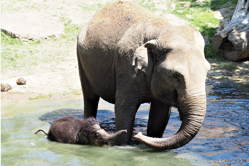 Elefantenkalb Bền Lòng geht mit seiner Tante Don Chung baden © Zoo Leipzig