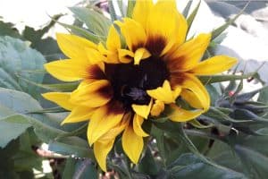 Jede Hilfe zählt in Zeiten von Insektensterben und Artenschwund. Foto: L-IZ.de