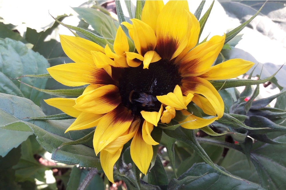 Jede Hilfe zählt in Zeiten von Insektensterben und Artenschwund. Foto: L-IZ.de