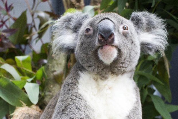 Koalamännchen Moose in der Quarantäne © Zoo Leipzig
