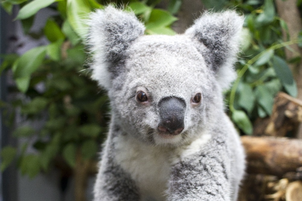 Koalaweibchen Mandie in der Quarantäne © Zoo Leipzig
