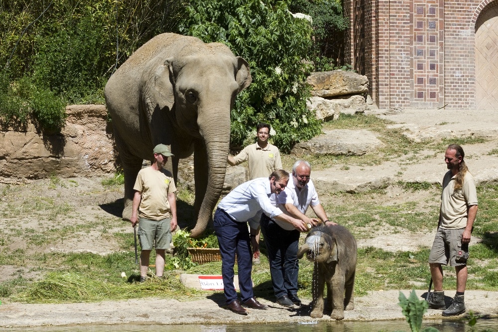 Mit Ersatzmilch getauft - der kleine Leipziger Bulle Ben Long © Zoo Leipzig
