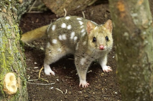 Quoll Ben in Gondwanaland © Zoo Leipzig