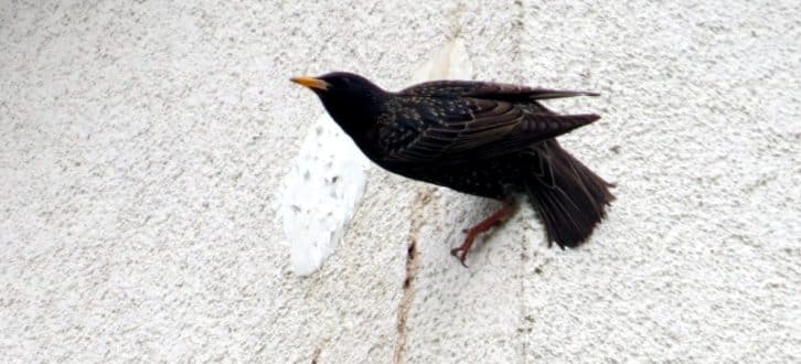 Vogeltod hinter zugeschmierten Löchern. Foto: NABU Leipzig