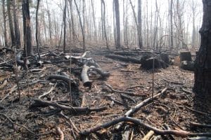 Waldbrandfläche im Landkreis Lepzig vom April 2019. Foto: Untere Forstbehörde im Landkreis Leipzig