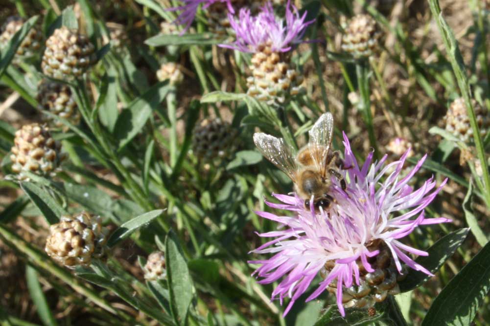 Ohne Fleiß wir das nichts. Foto: Ralf Julke