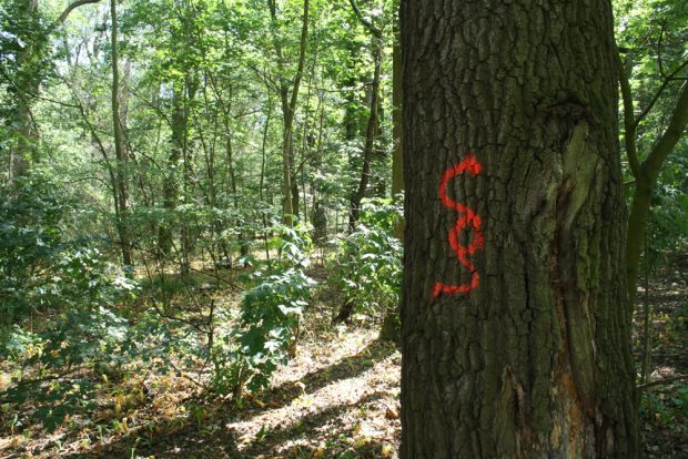Biotopbaum im Waldgebiet am Elsterstausee / Cospudener See. Foto: Ralf Julke