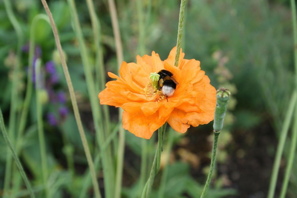 Hummel bei der Arbeit. Foto: Ralf Julke
