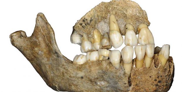 Oberkieferknochen eines Neandertalermädchens aus der Scladina-Höhle in Belgien. Foto: J. Eloy, AWEM, Archéologie andennaise