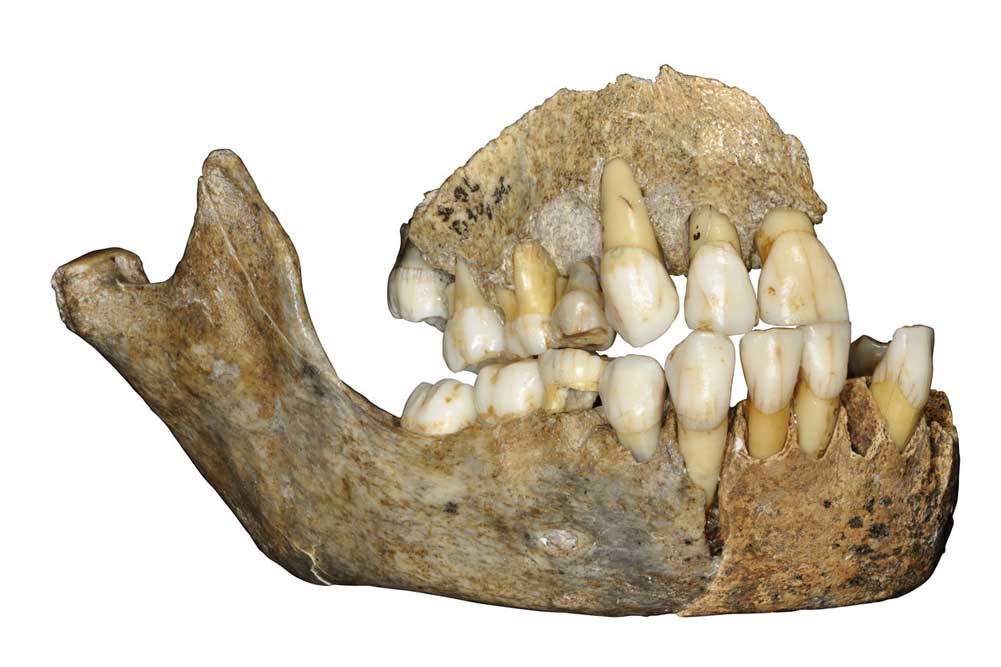 Oberkieferknochen eines Neandertalermädchens aus der Scladina-Höhle in Belgien. Foto: J. Eloy, AWEM, Archéologie andennaise