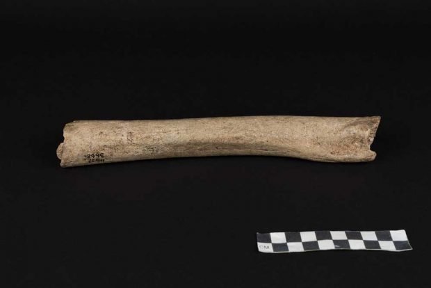 Oberschenkelknochen eines männlichen Neandertalers aus der Hohlenstein-Stadel-Höhle in Deutschland. Foto: Oleg Kuchar, Museum Ulm
