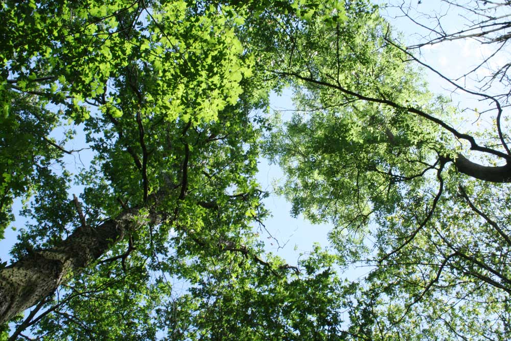 Waldgebiet am Elsterstausee. Foto: Ralf Julke