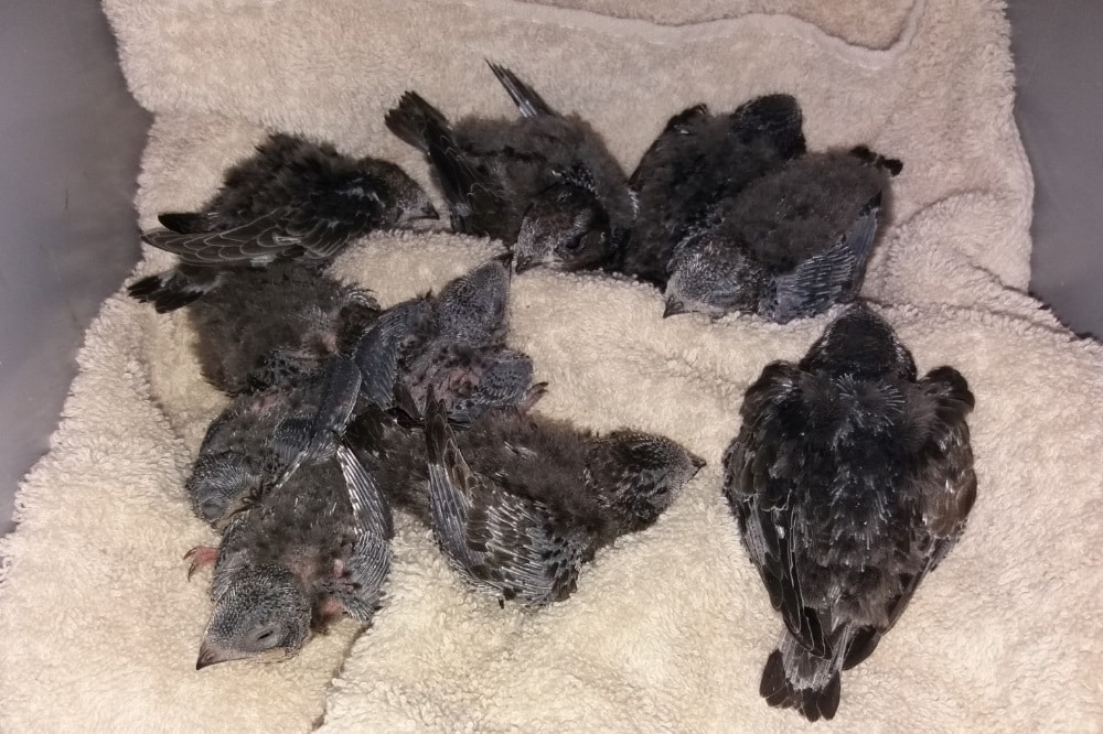 31 junge Mauersegler kamen allein am 30. Juni in die Wildvogelhilfe Leipzig. Die Vögel sind Opfer der ungewöhnlichen Hitze und müssen nun mühsam von Hand aufgezogen werden, es entstehen dafür Futterkosten von über 1.300 Euro. Foto: NABU Leipzig