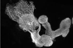 Bild eines Pilzkörpers: In diesem Teil des Gehirns der Fruchtfliegenlarve werden Gedächtnisse gespeichert. Foto: Dr. Mareike Selcho/Universität Würzburg