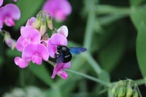 Die auff&auml;llige blaue Holzbiene geh&ouml;rt zu den acht Arten, die beim Insektensommer vom 2. bis 11. August besonders im Fokus stehen. Foto: Ina Ebert