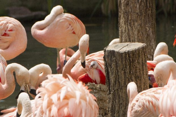 Flamingoküken in der Brutkolonie © Zoo Leipzig