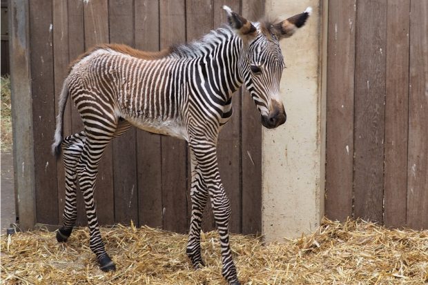 Hengstfohlen von Grevy-Zebrastute Layla &copy; Zoo Leipzig