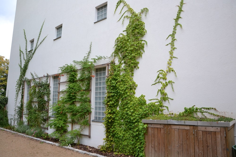 Kletterfix-Begrünung in der Shakespearestraße, Foto: Ökolöwe