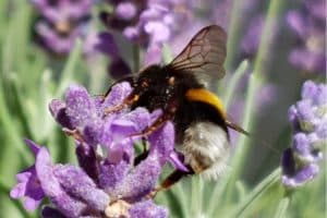 Mehr Raum für Hummeln, Bienen und Schmetterlinge: Das ist das Ziel der sachsenweiten Aktion „Sachsen blüht“. Fotos: Landratsamt