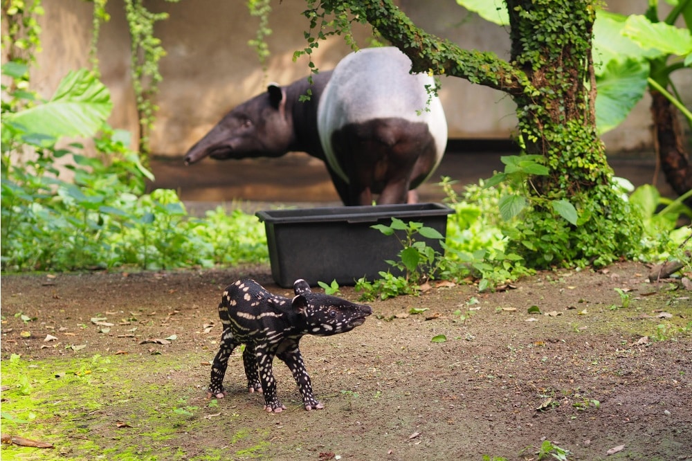 Tapirjungbulle unterwegs auf der Aussanlage, Mutter Laila im Hintergrund © Zoo Leipzig