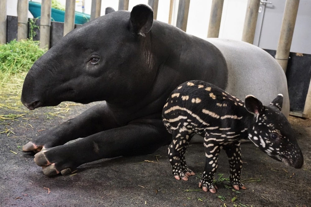 Tapirweibchen Laila mit ihrem Jungtier © Zoo Lepzig