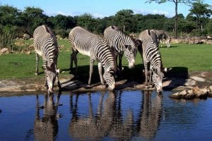 Zebraherde auf der Kiwara-Savanne © Zoo Leipzig